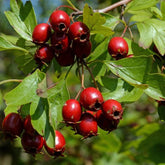 Hawthorn berry cardiac support syrup